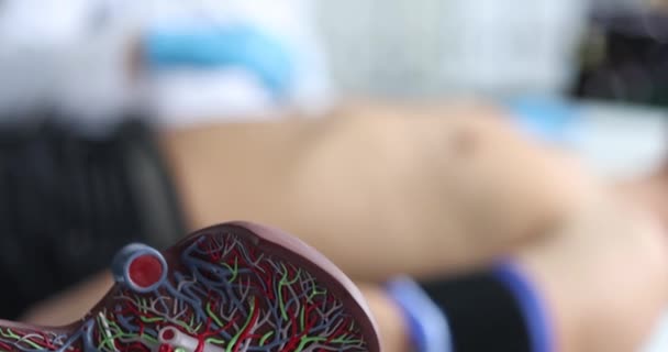 Arzt macht Ultraschall der Bauchorgane des Menschen vor dem künstlichen Modell der menschlichen Leber Nahaufnahme 4k Film Zeitlupe - Filmmaterial, Video