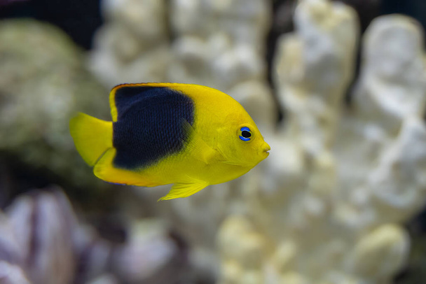 rock beauty angelfish in an aquarium is searching for food in your rocks - Photo, Image