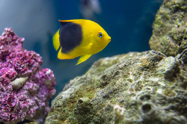 rock beauty angelfish in an aquarium is searching for food in your rocks - Photo, Image