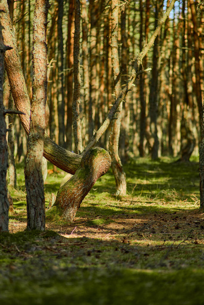 Танцующий лес на Куршской косе Калининградской области. - Фото, изображение