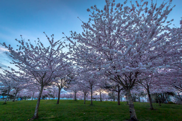 Kirsikankukat Kevät Richmond BC Kanada  - Valokuva, kuva