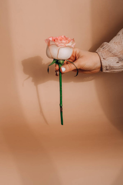 ピンクの柔らかい女性の手はベージュの背景に上昇した。ミニマルなトレンディーな構成。抽象美術のアイデア。ロマンチックなパステルピンクのバラの花。近代的な美的。ニュートラルアーストーン垂直 - 写真・画像