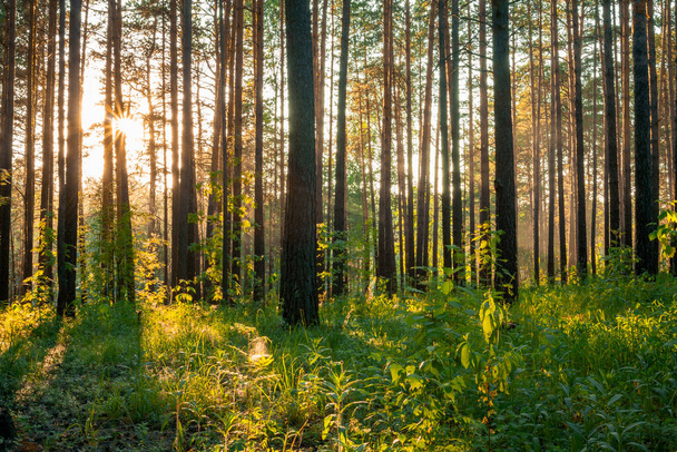 heldere zonsondergang in het bos, natuur bos achtergrond - Foto, afbeelding