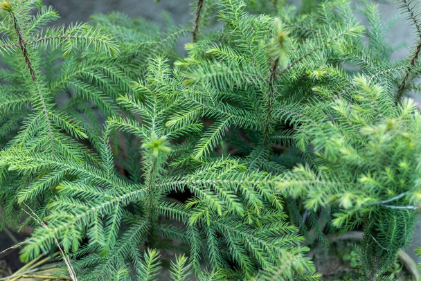 Araucaria Norfolk Island Pine plant - 写真・画像