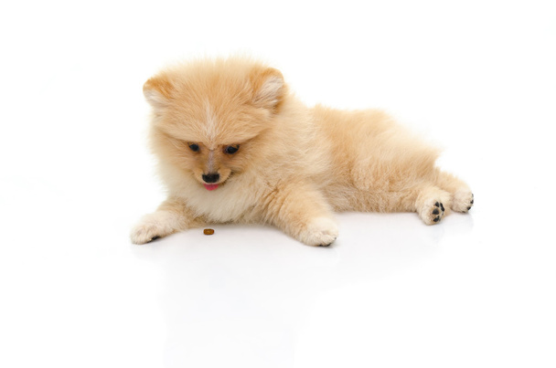 Cute puppy pomeranian playing on white background  - Zdjęcie, obraz