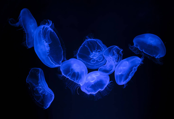 Blauwe kwallen drijven in het water - Foto, afbeelding