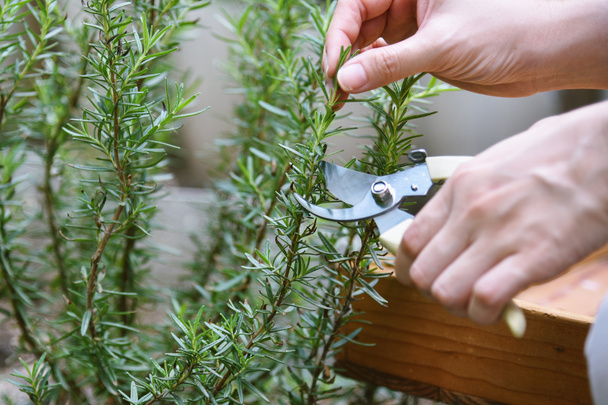 Woman cutting rosemary herb branches by scissors, Hand picking aromatic spice from vegetable home garden. - Foto, Imagem