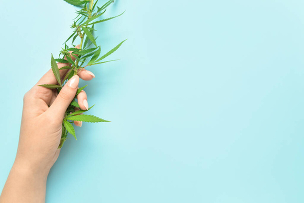 Female hand with cannabis bush on blue background, closeup - Foto, immagini