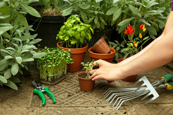 Gardener planting seedlings in greenhouse, closeup - Photo, Image