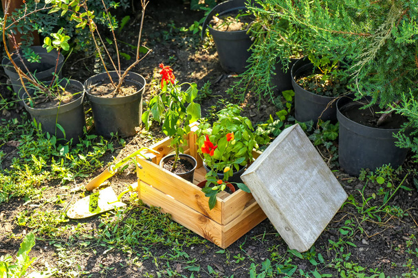 Caja de madera con diferentes plantas jóvenes al aire libre - Foto, imagen