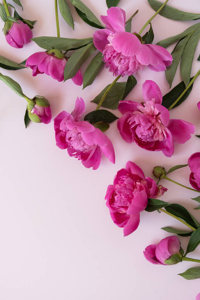Beautiful peony flowers on pink background. Aesthetic minimalist flower composition. Valentine's Day, Mother's Day holiday concept - Valokuva, kuva