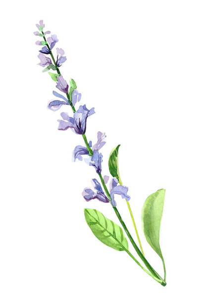 Υδατογραφία χέρι βαμμένο κλαδί salvia και λουλούδια. Εικόνες υδατογραφίας που απομονώνονται σε λευκό φόντο - Φωτογραφία, εικόνα
