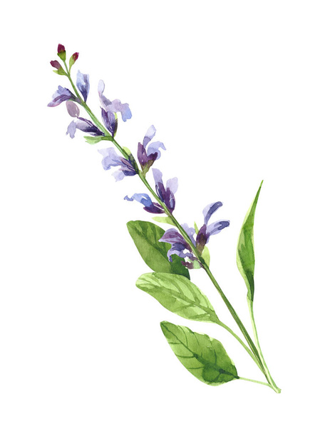 Watercolor hand painted salvia branch and flowers. Watercolor illustrations isolated on white background - Zdjęcie, obraz