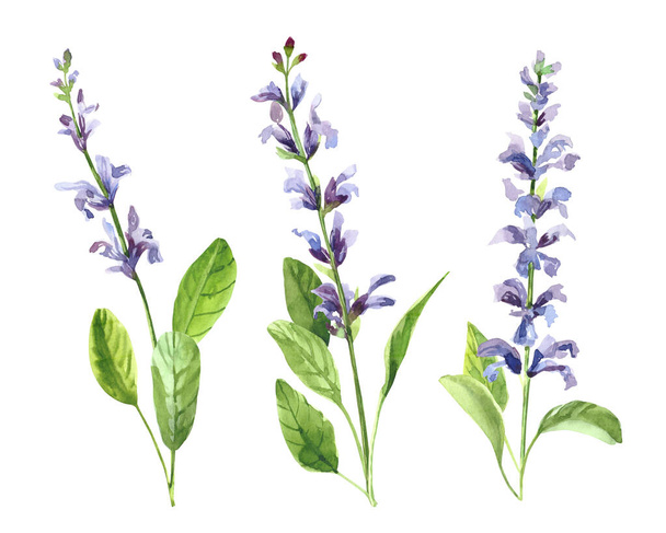 Watercolor hand painted salvia branch and flowers. Watercolor illustrations isolated on white background - Foto, Imagen