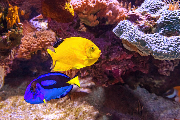 Blauwe Tang en Gele Houtkoppen Engelsvissen - Foto, afbeelding