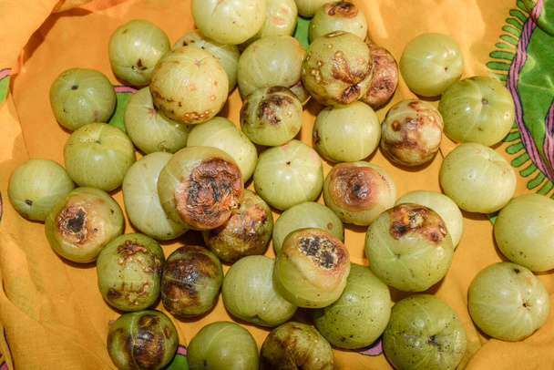 収穫後の腐ったアンラまたはインドのグーズベリー果実。熟した果実腐敗した黒い斑点の上に茶色の斑点菌型腐敗した損傷 - 写真・画像