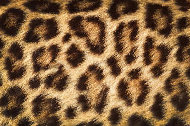 Detail  skin  of  leopard - Photo, Image