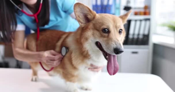 Donna veterinario ascolta respirazione e battito cardiaco cane stetoscopio primo piano - Filmati, video