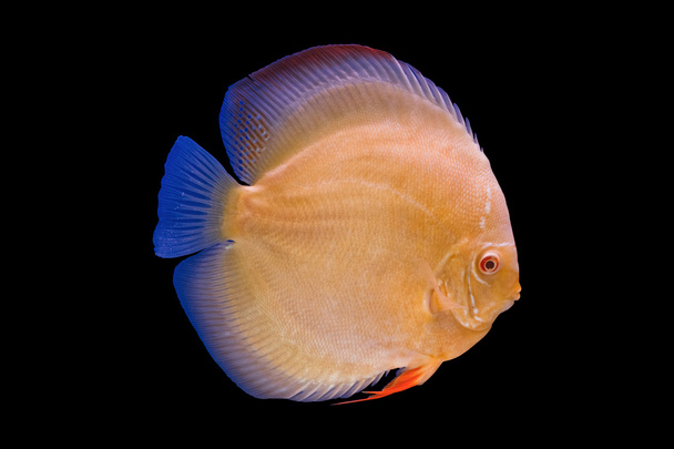 pompadour fish - Photo, Image