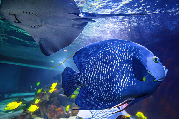 French angelfish Pomacanthus paru - Photo, Image