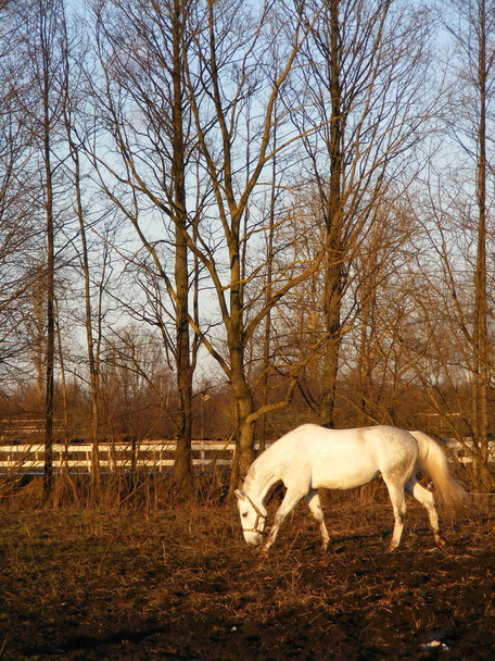 Caballo blanco comiendo hierba vieja a la luz del sol de la noche
 - Foto, imagen