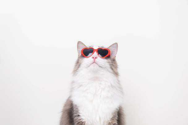 Gato engraçado bonito com óculos de sol em forma de coração vermelho sentado em um fundo branco. Cartão postal com gato com espaço para texto. Conceito Dia dos Namorados, casamento, dia das mulheres, aniversário - Foto, Imagem