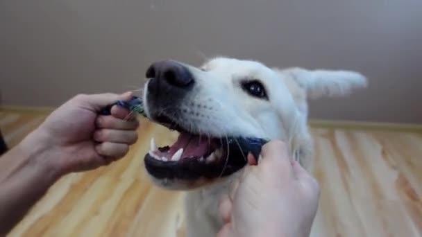 Golden retriever hond speelt met sok met zijn eigenaar en kwispelt zijn staart - Video
