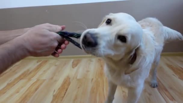 Lindo y divertido perro golden retriever tira de un calcetín con su amo - Imágenes, Vídeo