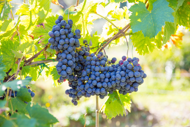 Organic grape rankes in Tuscany - Foto, Bild
