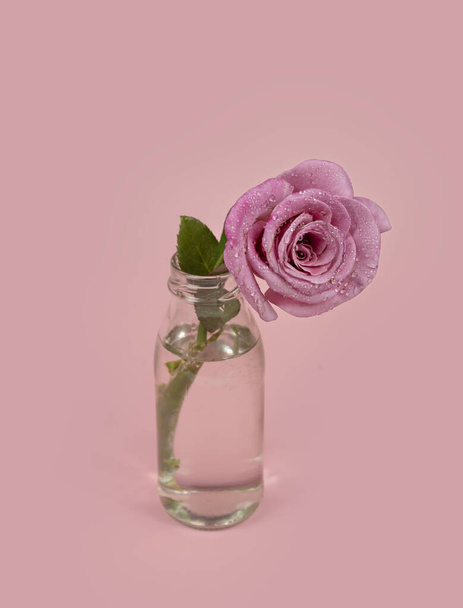 Όμορφο μονόχρωμο τριαντάφυλλο λουλούδι σε γυάλινο βάζο με νερό σε ροζ φόντο - Φωτογραφία, εικόνα