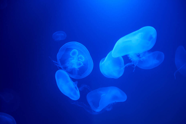 Медузы плавают под водой в аквариуме - Фото, изображение