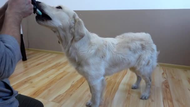 Feliz perro golden retriever juega con sus dueños calcetín - Metraje, vídeo