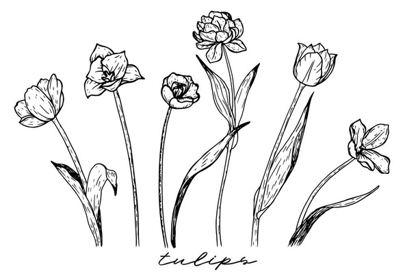 Set of tulips black and white pattern isolated. Contour pencil drawing. Hand drawn sketch. Flowers doodles. - Vector, Image
