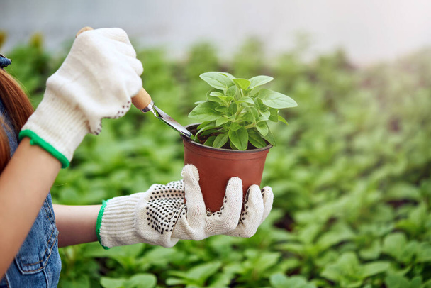 Рука держит садовое оборудование, горшки и цветочные горшки с цветочными саженцами и зеленым фоном с солнечным светом - Фото, изображение