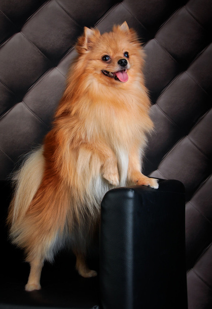 Dog breed Pomeranian - Foto, afbeelding