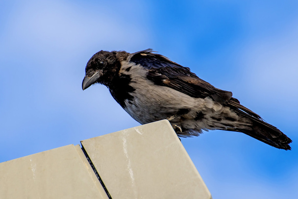 hooded crow ,Corvus corone cornix L. - Фото, изображение
