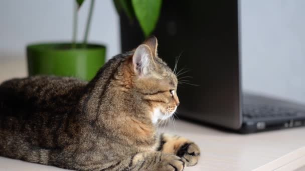 Laptop ve çiçeğin yanındaki masada yatıyor. Evcil hayvanlarla evde çalışma kavramı. Yeşil gözlü kahverengi kedi portresi. Kopya alanı olan rahat ev arkaplanı pankartı. - Video, Çekim