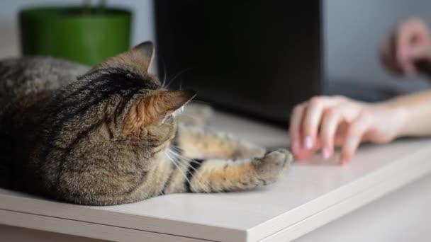Young woman playing with cat. at lies on the table next to caucasian person, laptop and flower. Concept of work at home with pets. Banner of cozy house background with copy space. - Footage, Video