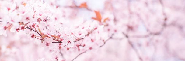 Floração cerejeira floresce na primavera. delicadas flores brancas rosa banhar-se à luz do sol. Tempo de Abril. ampla composição, banner de mola de internet.  - Foto, Imagem