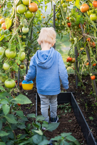 Pikkulapsi poika kastelu tomaatit kasvihuoneessa. - Valokuva, kuva