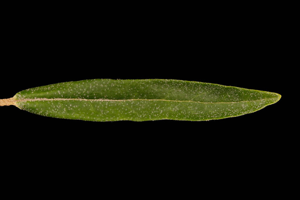 Sea Buckthorn (Hippophae rhamnoides). Leaf Closeup - Foto, afbeelding