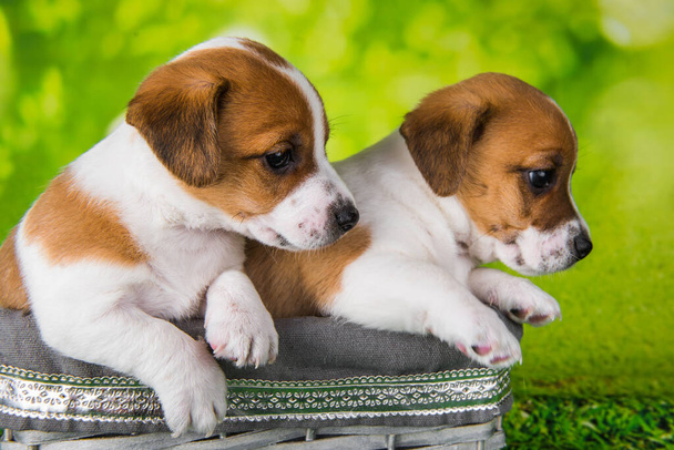 Dos lindos cachorros jack russell terrier sentados en una canasta de mimbre de Pascua - Foto, Imagen