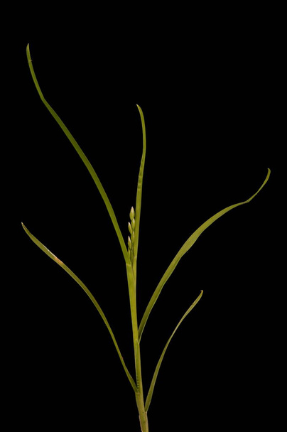Annual Meadow Grass (Poa annua). Generative Shoot Closeup - Fotoğraf, Görsel