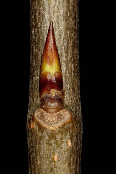 Aspen (Populus tremula). Lateral Bud Closeup - Fotografie, Obrázek