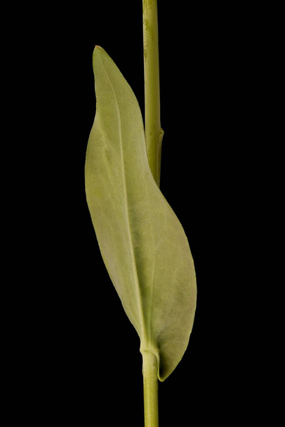 Tower Mustard (Turritis glabra). Cauline Leaf Closeup - Valokuva, kuva