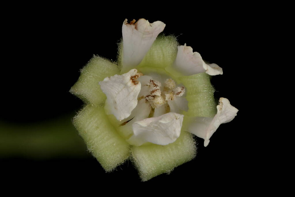Stone Bramble (Rubus saxatilis). Flower Closeup - Photo, image