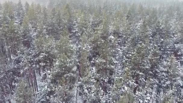 Drone mosca mozzafiato in calma nevicata su abeti innevati e pini. Orario invernale - Filmati, video