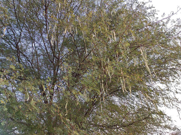 Closeup Shot Of Gum Arabic Tree ( Kikar, Babul ) Photos - Photo, Image