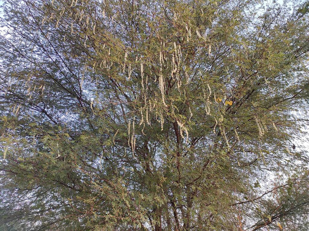 Nahaufnahme Shot Of Gum Arabic Tree (Kikar, Babul) Fotos - Foto, Bild
