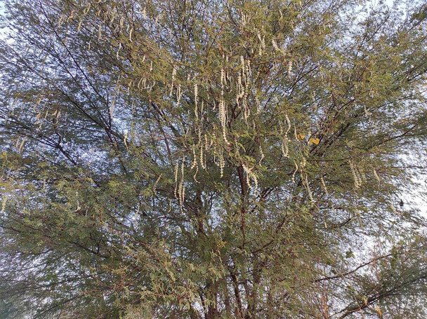 Nahaufnahme Shot Of Gum Arabic Tree (Kikar, Babul) Fotos - Foto, Bild